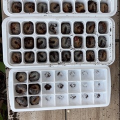 国産カブトムシ幼虫の画像