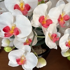 高級 胡蝶蘭 光触媒 造花 の画像
