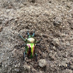ニジイロクワガタの画像
