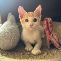 ちっちゃな茶白男子♡穏やかなコです😊