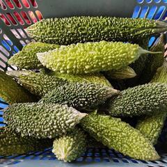 都農町産　無農薬　ゴーヤお譲りいたしますの画像