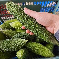 都農町産　無農薬　ゴーヤお譲りいたしますの画像
