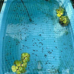 めだか　和墨三色　若魚　綺麗な柄出てます　の画像