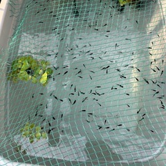 めだか　和墨三色　若魚　綺麗な柄出てます　の画像