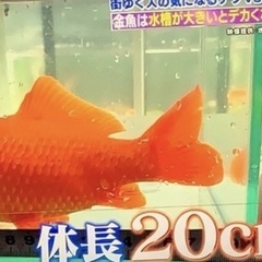 大型　６０cm曲げガラス水槽　の画像