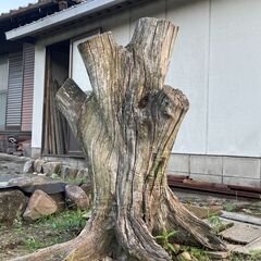 栗の切り株を差し上げます。（根は切れています。）の画像