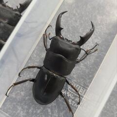 ヒラタクワガタ　差上げます！　地元 天然物　その7の画像
