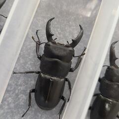 ヒラタクワガタ　差上げます！　地元 天然物　その7の画像