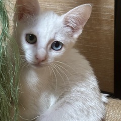 神秘的オッドアイのバニラちゃん