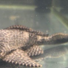 魚3匹夏休みSALEの画像
