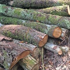 楢ノ木など　原木の画像
