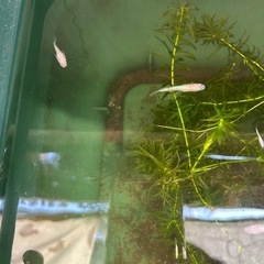 メダカの卵の画像