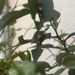 アゲハ 幼虫 虫の画像