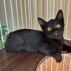 黒猫　約3か月　オス