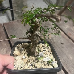 デカリー実生の画像