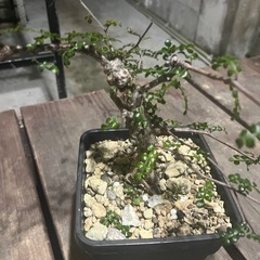 デカリー実生の画像