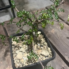 デカリー実生の画像