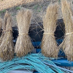 🌾家庭菜園に藁1束100円🌾ワラ🌾マルチ🌾高温障害防止に🌾の画像