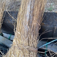 🌾家庭菜園に藁1束100円🌾ワラ🌾マルチ🌾高温障害防止に🌾の画像