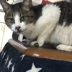 里親募集の画像