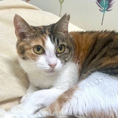 甘えん坊【ひだまりちゃん】
