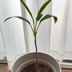 コルジリネ🌱鉢付き🌲の画像