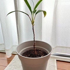 コルジリネ🌱鉢付き🌲の画像