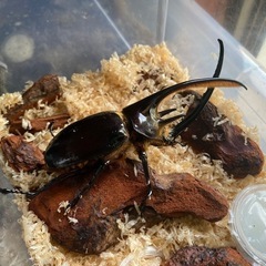 ⭐︎ ネプチューンオオカブト　オス　成虫　⭐︎ カブトムシ　クワガタの画像