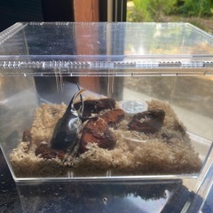 ⭐︎ ネプチューンオオカブト　オス　成虫　⭐︎ カブトムシ　クワガタの画像