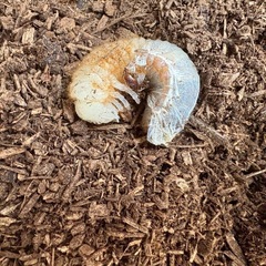 国産カブトムシ幼虫の画像