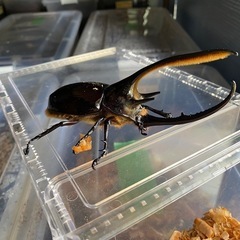 ⭐︎ ネプチューンオオカブト　オス　成虫　⭐︎ カブトムシ　クワガタの画像