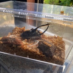 ⭐︎ ネプチューンオオカブト　オス　成虫　⭐︎ カブトムシ　クワガタの画像