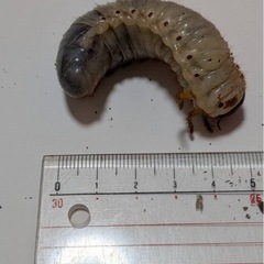 カブトムシ幼虫
の画像