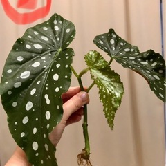 ベゴニアマクラータ　発根済み　観葉植物　ガーデニング 1点200円　3点あります　園芸の画像