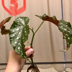 ベゴニアマクラータ　発根済み　観葉植物　ガーデニング 1点200円　3点あります　園芸の画像