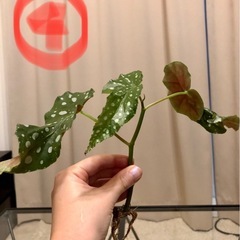 ベゴニアマクラータ　発根済み　観葉植物　ガーデニング 1点200円　3点あります　園芸の画像