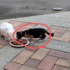 子猫(三毛)の里親募集