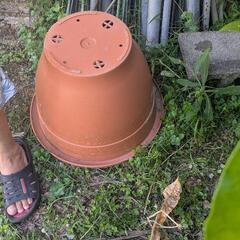 プランターや植木鉢の画像