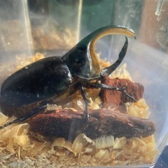 ⭐︎ サタンオオカブト　オス　成虫　⭐︎ カブトムシ　クワガタの画像