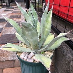 アスペリーマポトシエンシス　　　　　　　受付終了しました の画像