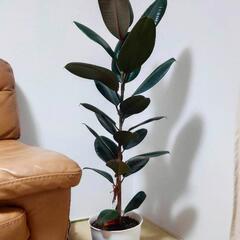 Rubber treeの画像