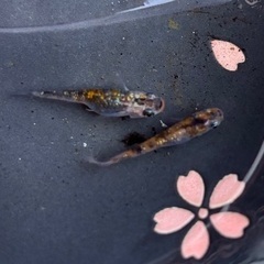 新系統三色ラメ種親サイズ！の画像