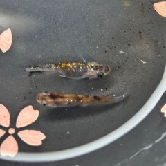 新系統三色ラメ種親サイズ！の画像