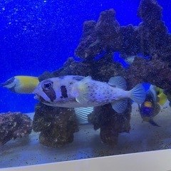 ヒトヅラハリセンボン 生体 水槽飼育 海水魚 海 ふぐ 訳ありの画像