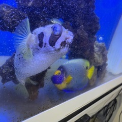ヒトヅラハリセンボン 生体 水槽飼育 海水魚 海 ふぐ 訳ありの画像