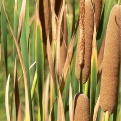 ヒメガマ1鉢の画像