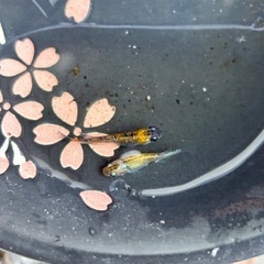 三色ラメメダカ(5月生まれ若魚ペア)の画像