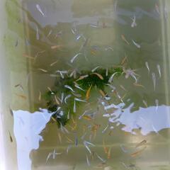 メダカの画像