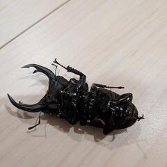 オオクワガタオス⑦　77mmの画像