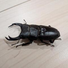 オオクワガタオス⑦　77mmの画像